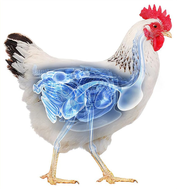 Poultry Healthcare + Husbandry Products