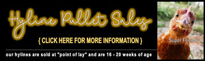 Banner for advertising hyline pullet sales