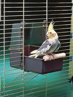 Cockatiel bathing 2025