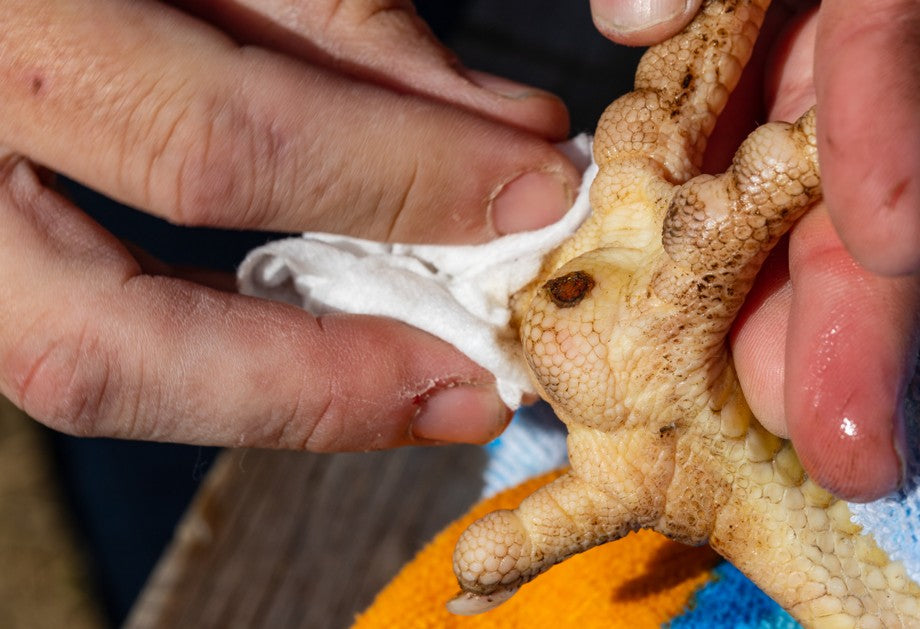 Chicken Leg Injuries Recognising Leg Problems with Your Chicken – Tassie Bird and Poultry ...