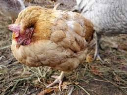 Coccidiosis - The Silent Killer