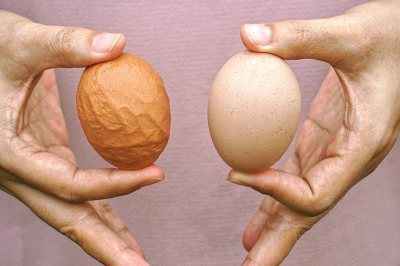 Egg Shell Problems