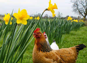 So... You're thinking about some new chickens?