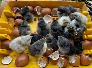 Incubation for Beginners