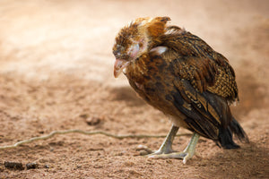 Coccidiosis - The Silent Killer