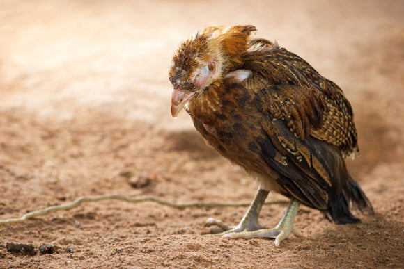 Coccidiosis - The Silent Killer