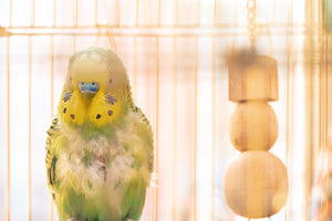 Signs of Illness in your Pet Bird