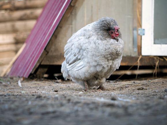 Is my Chicken Egg Bound?