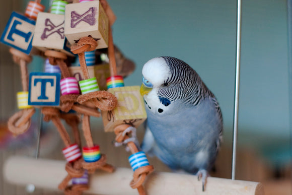 A Guide to Choosing Safer Bird Toys