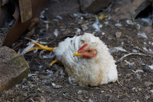 Mareks Disease in Chickens
