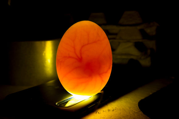 Candling Eggs