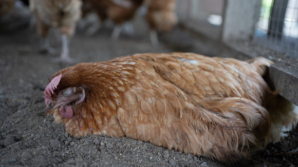 Common Chicken Illnesses