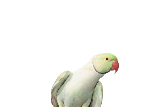 Nutrition for your Asiatic Parrot (Ringneck, Alexandrines)
