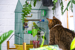 Household Dangers and your Pet Bird