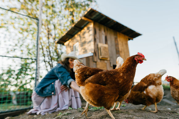 What Should I Feed My Chickens?