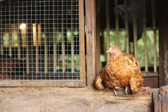 Recognising Heat Stress in Poultry