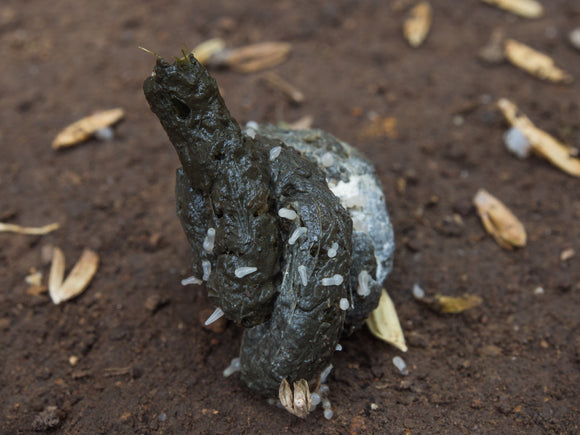 Worms and Your Poultry