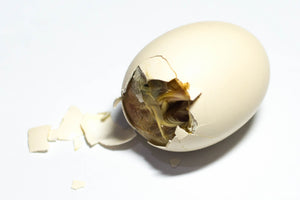 Assisting Hatching + Eggtopsy (Things to know before you hatch!)