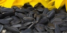 Black Sunflower Seed from Seedhouse Tasmania