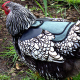 Down Under Chicken Saddle - Standard Size