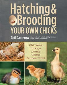 Hatching and Brooding your own chicks