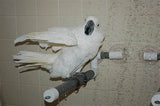 Pollys Super Large Deluxe Fold Away Shower Perch