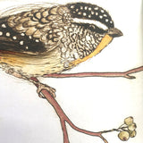 The Bush Birds, A Children's Lift the Flap Book by Bridget Farmer
